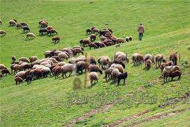 ۹۳۰ نفر عضو تعاونی‌های تخصصی منابع طبیعی استان سمنان هستند