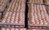  توقیف بیش از ۳ تن تخم مرغ فاقد مجوز درآرادان