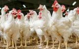 ۱۰ هزار قطعه مرغ زنده خارج از شبکه توزیع در بروجرد کشف شد