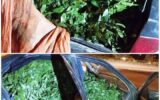 کشف و ضبط محموله جنگلی از گونه چلم در شهرستان میاندورود